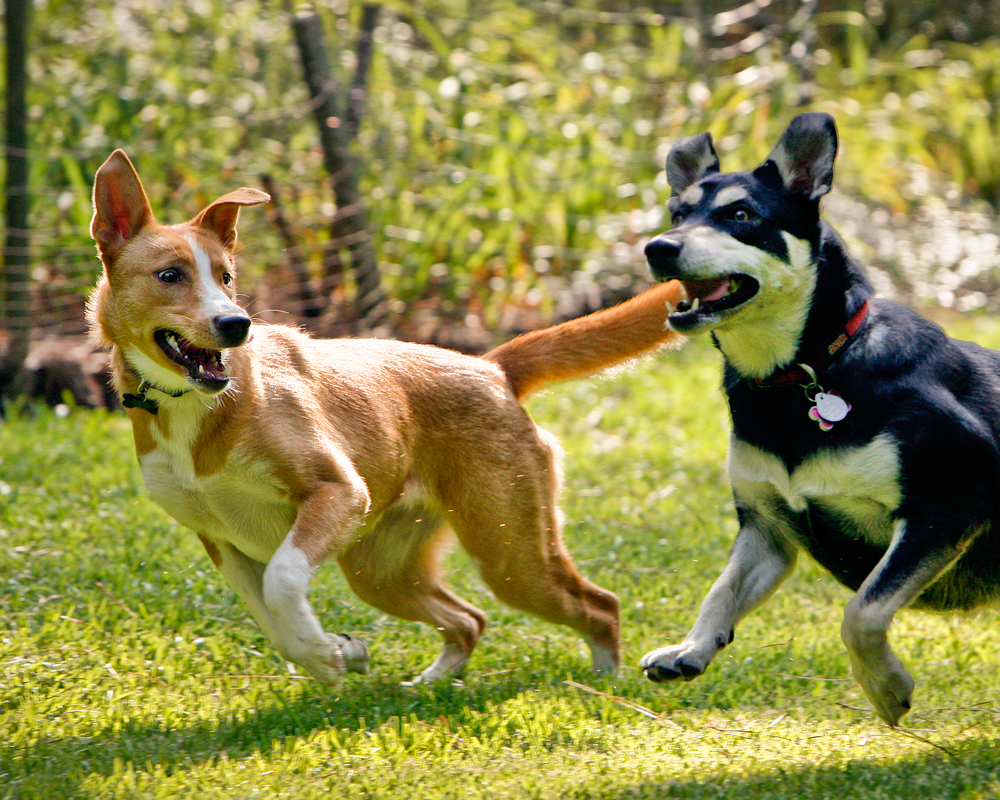 are bones safe for carolina dog puppies