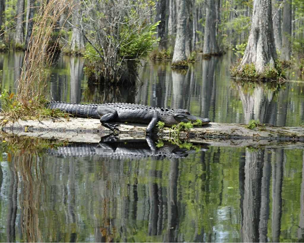Swamp alligator Alligator Tour