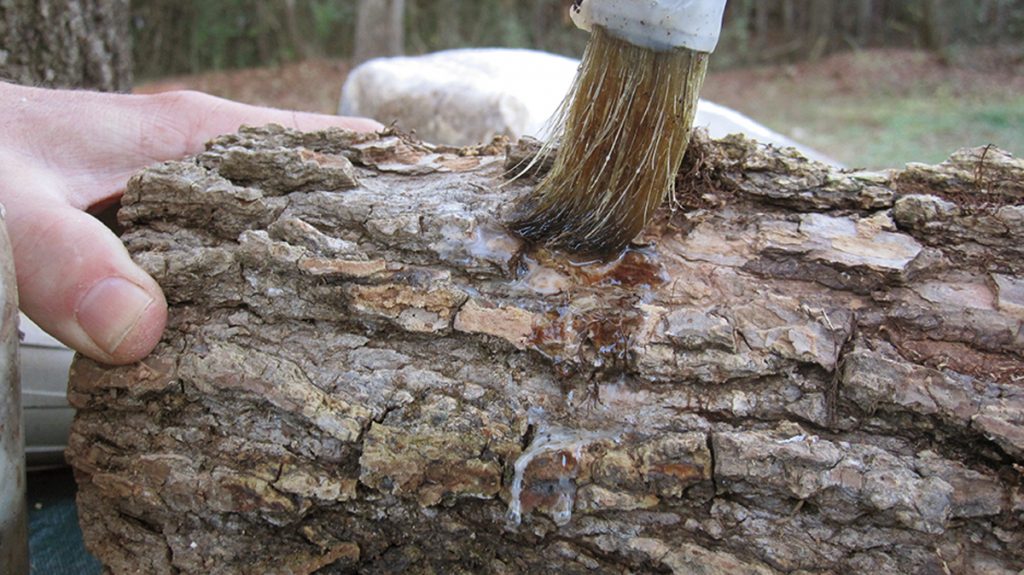 Cover the plug with wax to preserve the moisture and keep contamination as well as insects out. This gives the mycelium enough time to drill its way into the cavity and begin colonization. 