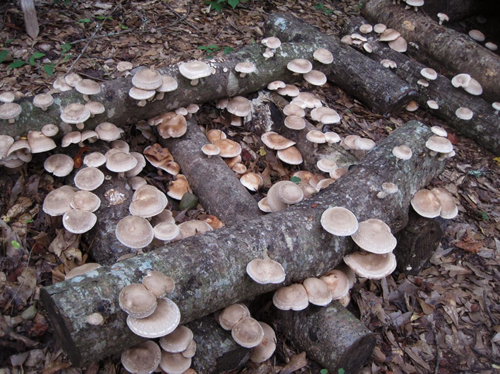 A healthy flush of shiitake mushrooms. 
