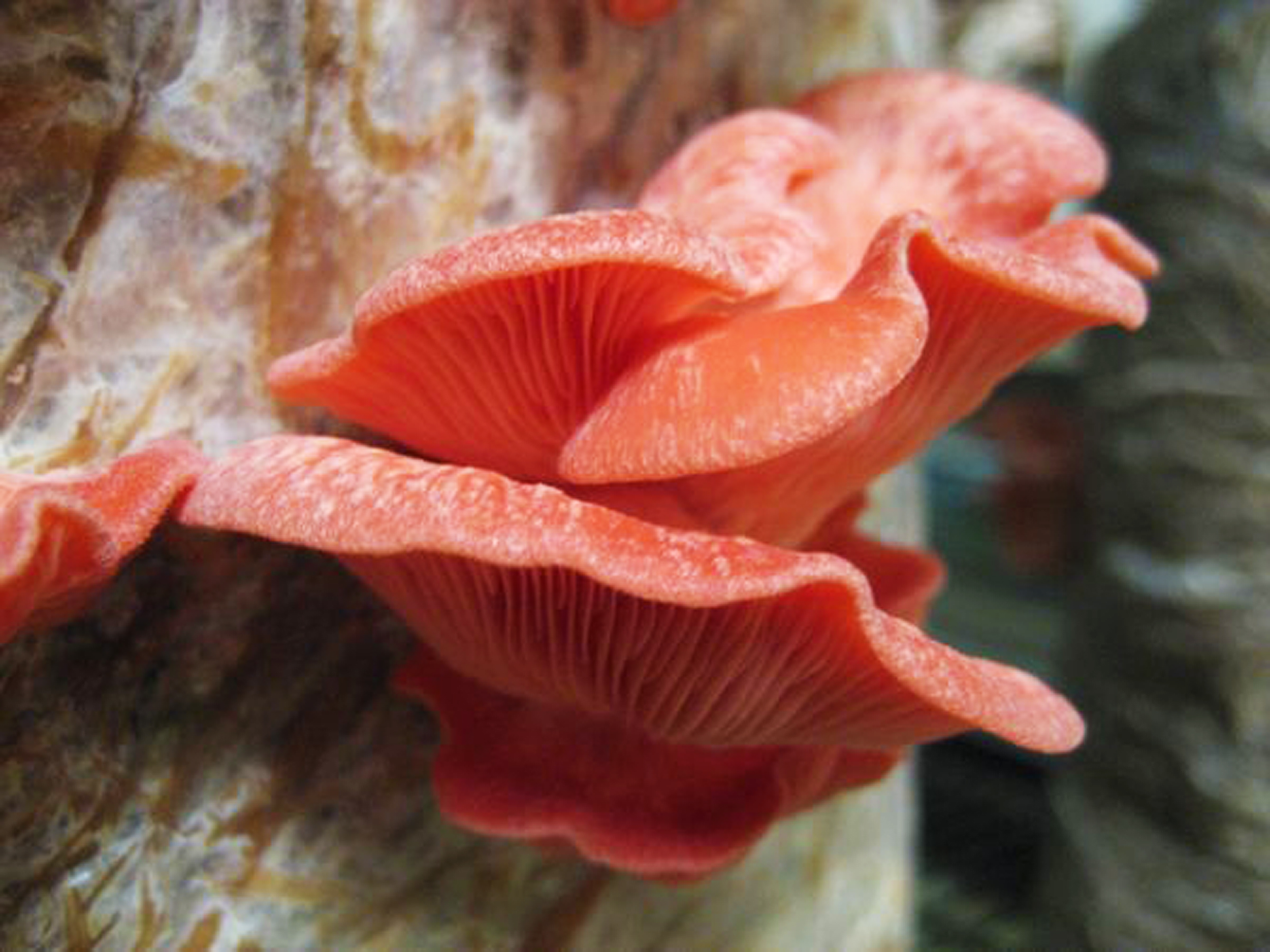 A fast-growing pink oyster mushroom. 