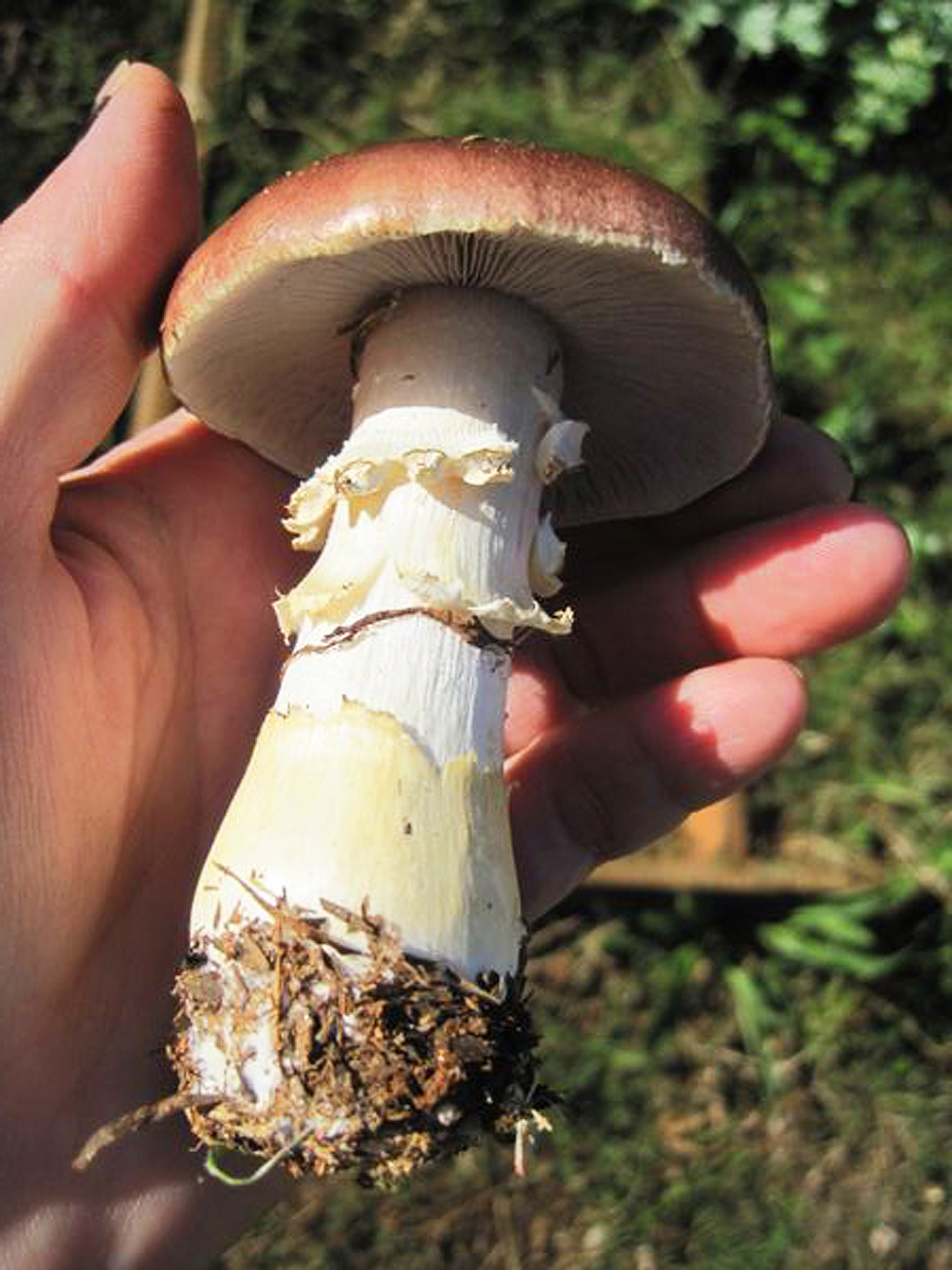 Growing healthy mushrooms like these is possible when the proper protocol is practiced.
