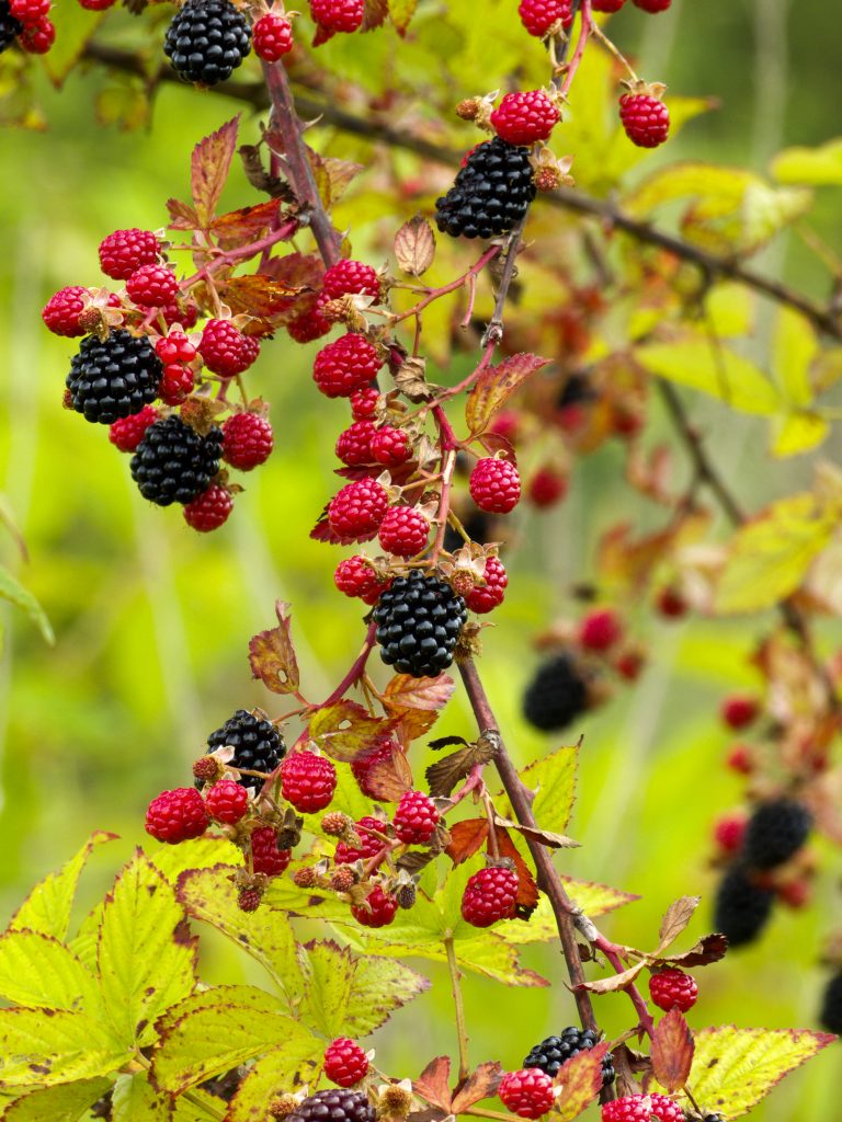 Wild blackberries ripening at a field’s edge are ready for picking and finding their way to the dinner table in pies, cobblers, and salads. Many of us remember the worst side effect of picking blackberries: chiggers, or red bug, bites on ankles and calves. The popular Southern dessert made from blackberries surely seems made from “scratch.”