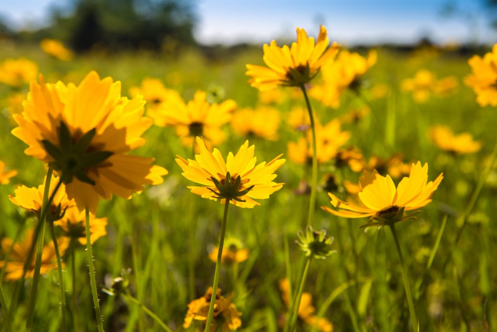 In the language of flowers, coreopsis means always to be cheerful. Coreopsis flowers attract insects, bees, and butterflies. On this day, blue skies, bright flowers, and butterflies fluttering overhead ensure this field is cheerful to the soul.