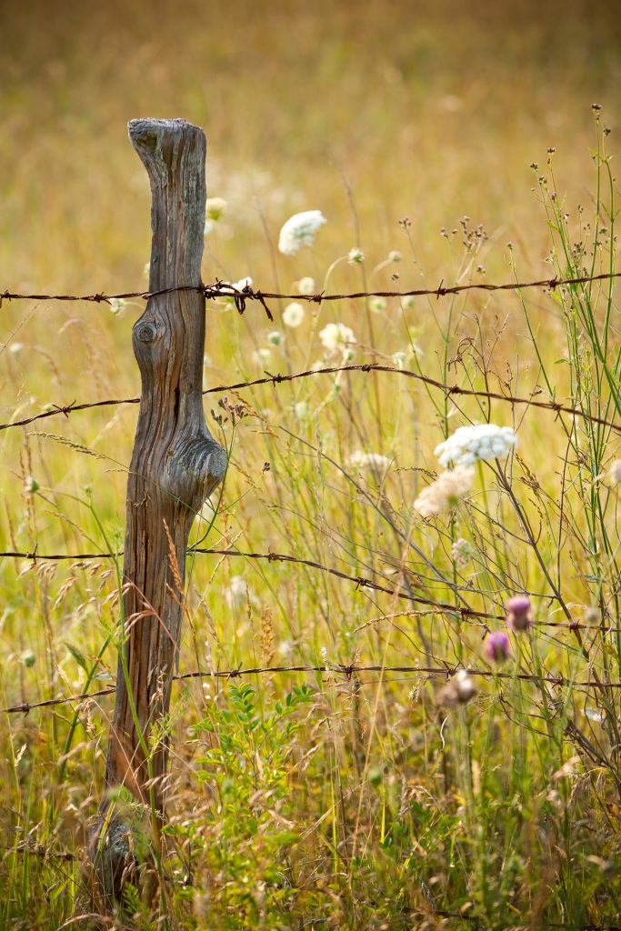  Nature overwhelms a rough hewn cedar wood fence post and rusty barbed wire beside an abandoned field. The fence post alone tells us this field is long in the tooth. Overgrown with grasses and wildflowers, perhaps this field once supported crops of cotton, corn, or livestock. Today, we can only wonder as we admire the Queen Anne’s lace in the breeze.