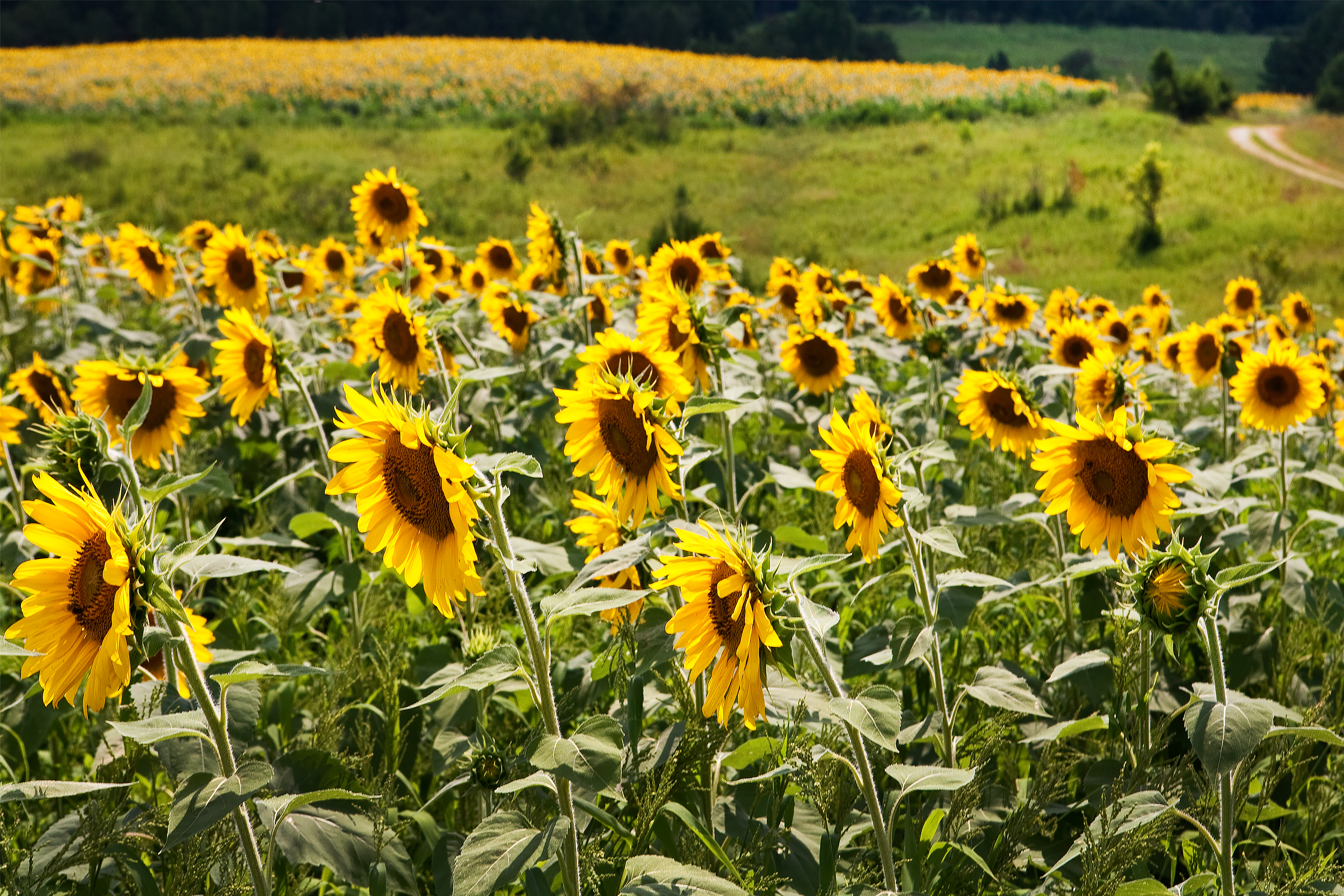 A field of Helianthus annuus, or common sunflowers, is grown for oils and seeds. Domesticated in America, the flowered stem follows the path of the sun during the day. The face of the flower head also follows Fibonacci numbers, allowing the most seeds mathematically to fit in the flower head. 
