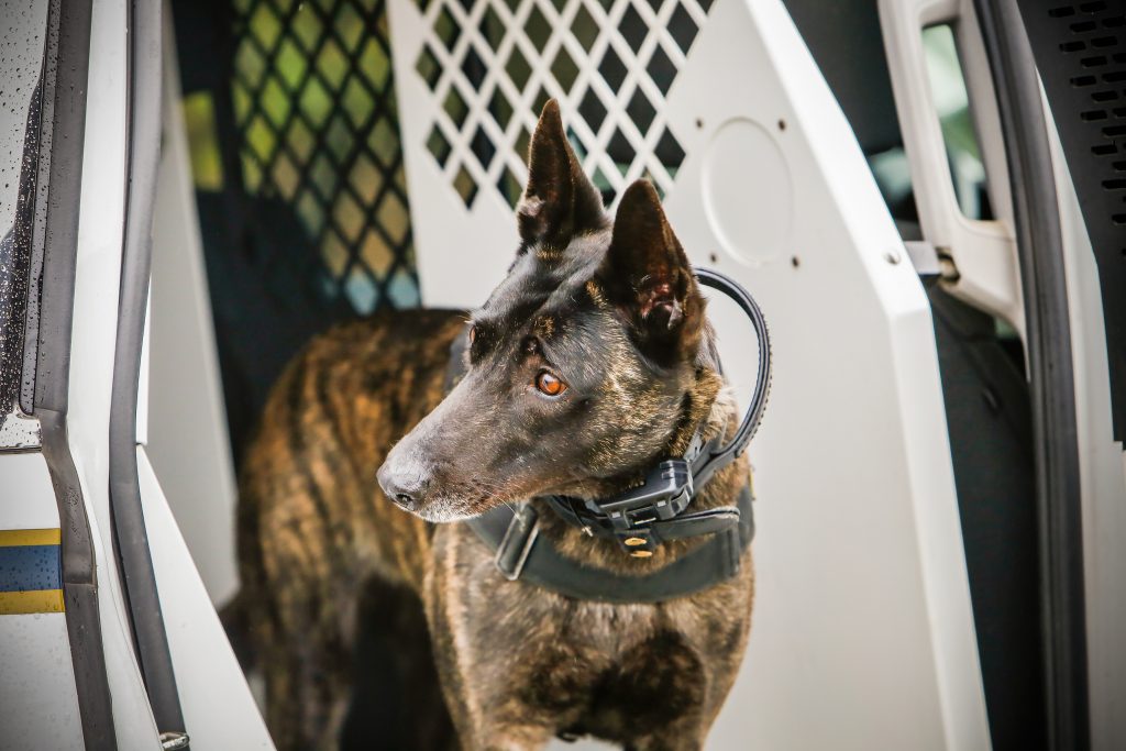 Most K-9 dogs are cross-trained for apprehension, tracking, and drugs.