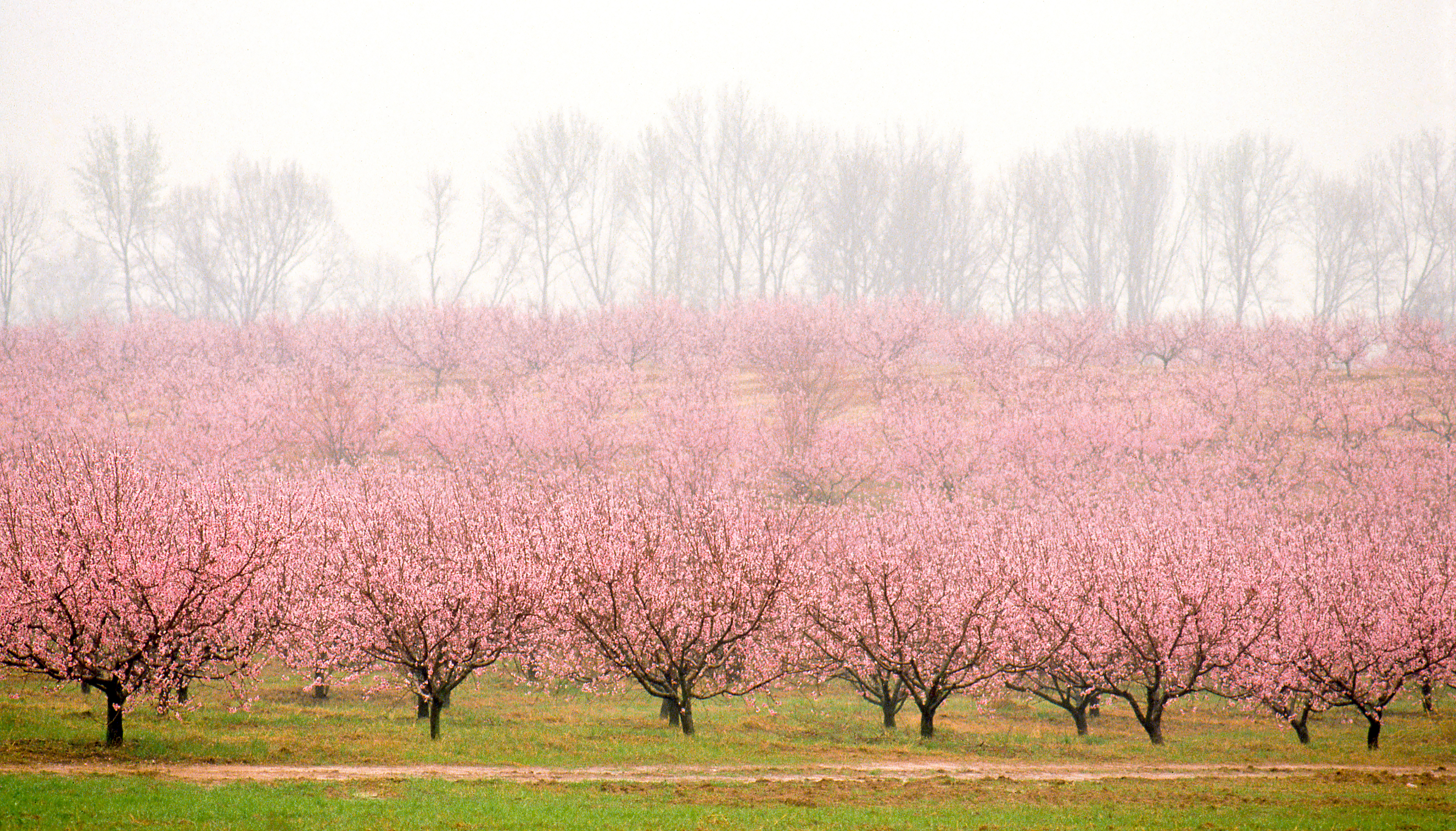 A light rain transcends a blooming peach orchard into an ethereal work of art. Surviving early freezes, the blooms soon fruit and are subject to hailstorms, wind, drought, and proper amounts of rainfall before ripening as the state fruit of South Carolina.