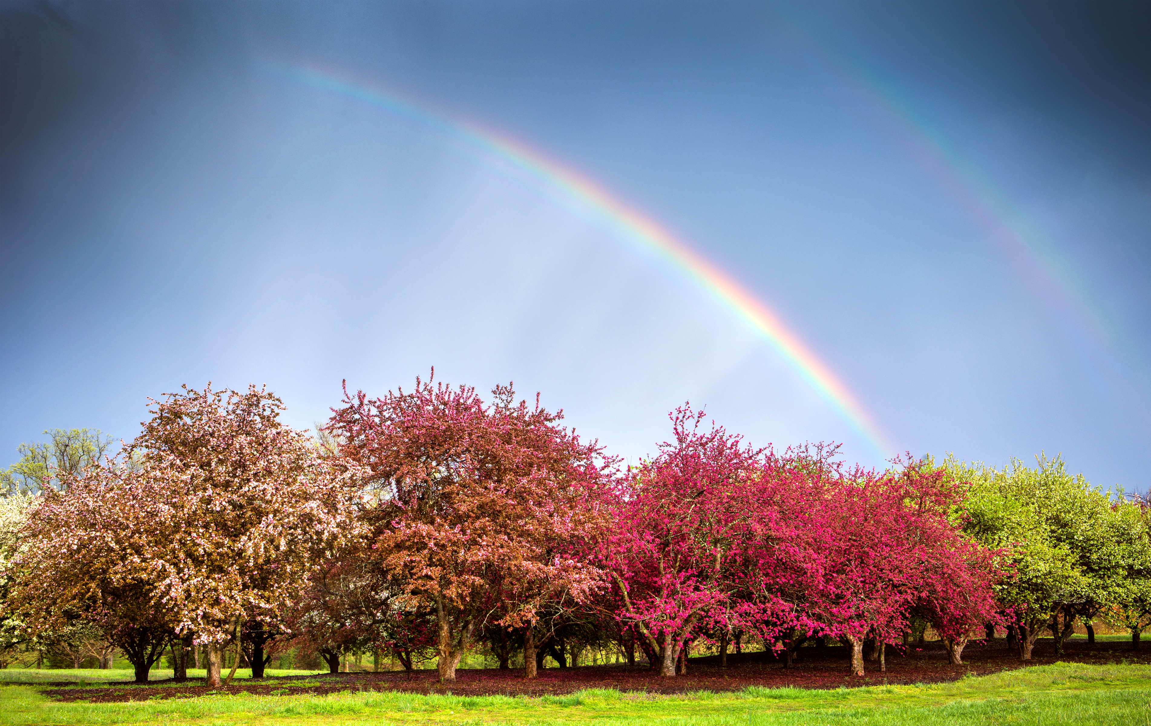 Portions of a double rainbow shine above a grove of flowering crabapple trees at Milliken Forest in Spartanburg. Spring’s ever-increasing sun angle warms the atmosphere, causing trees to bloom and rainstorms to develop. Sunlight, rain, and 42 degrees F result in rainbows during the first two hours of sunrise and the last two hours of sunset.