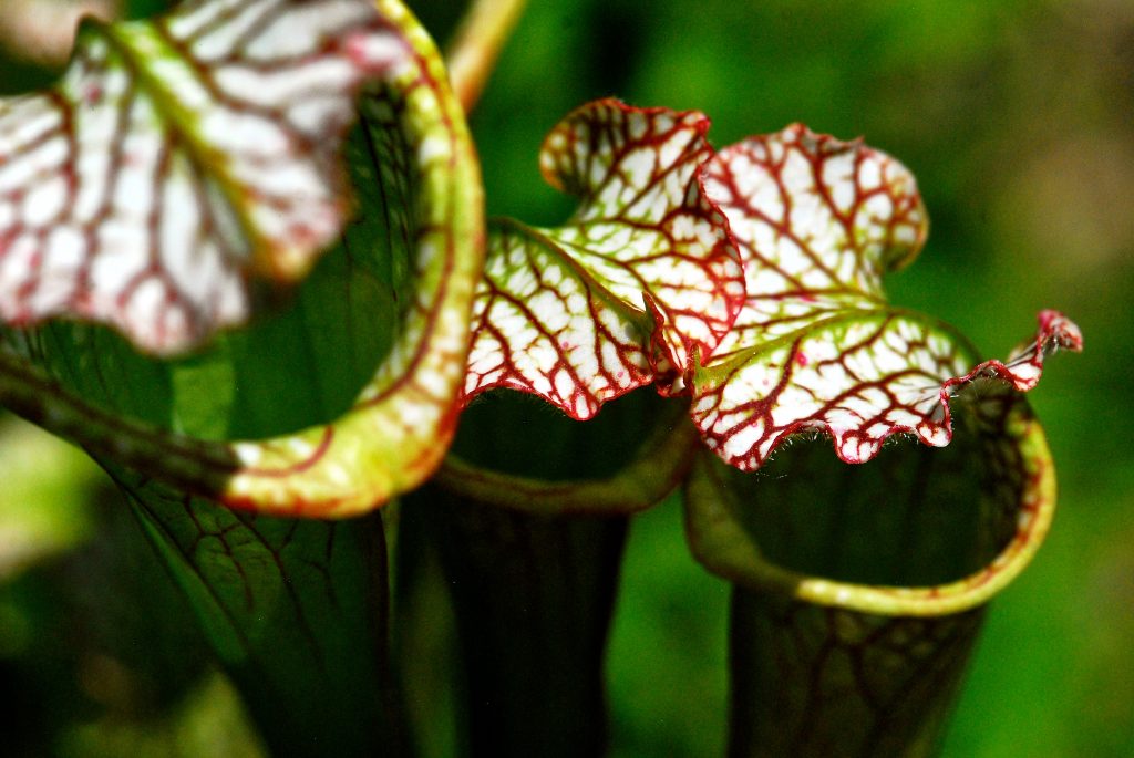  Sarracenia, also known as pitcher plants, are native to the bog wetlands of South Carolina. These carnivorous plants are featured in the Bog Garden. 