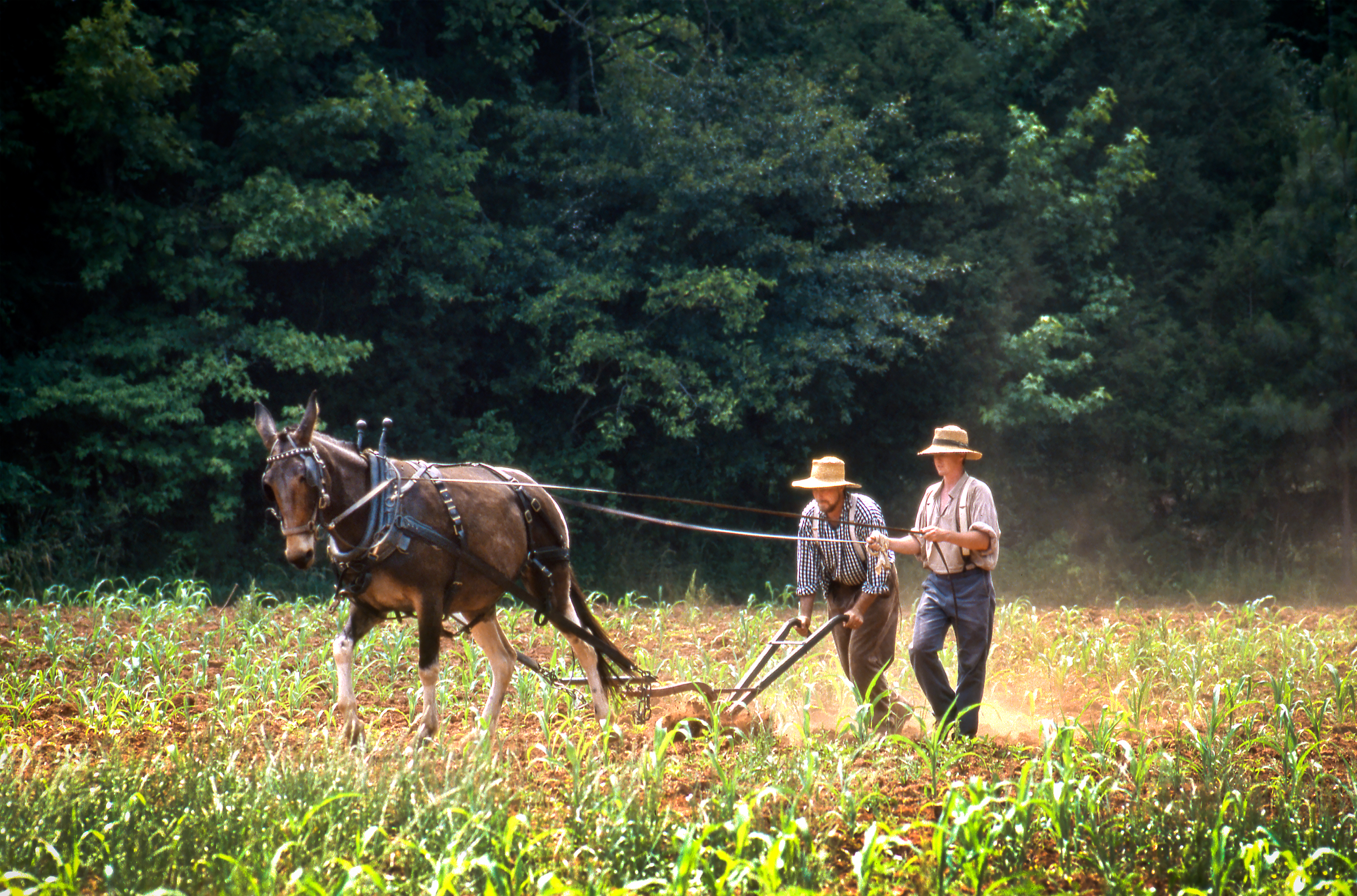 Historic Brattonsville re-enactors plow a field as did farmers hundreds of years ago. Using a mule for horsepower, plowed fields are opened, furrowed, and prepared for seeds or tender plants to provide food in the months ahead. Farmers talking and directing their mules provide a cultural treasure seldom heard in modern times.