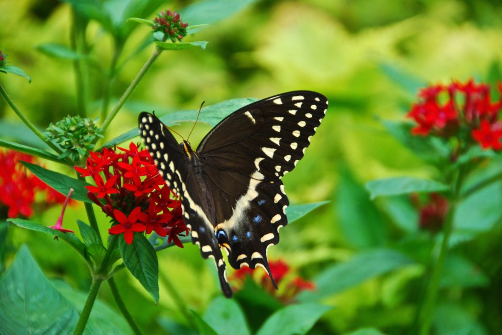 Swallowtail butterflies and other beneficial insects are not an uncommon sight in the garden.