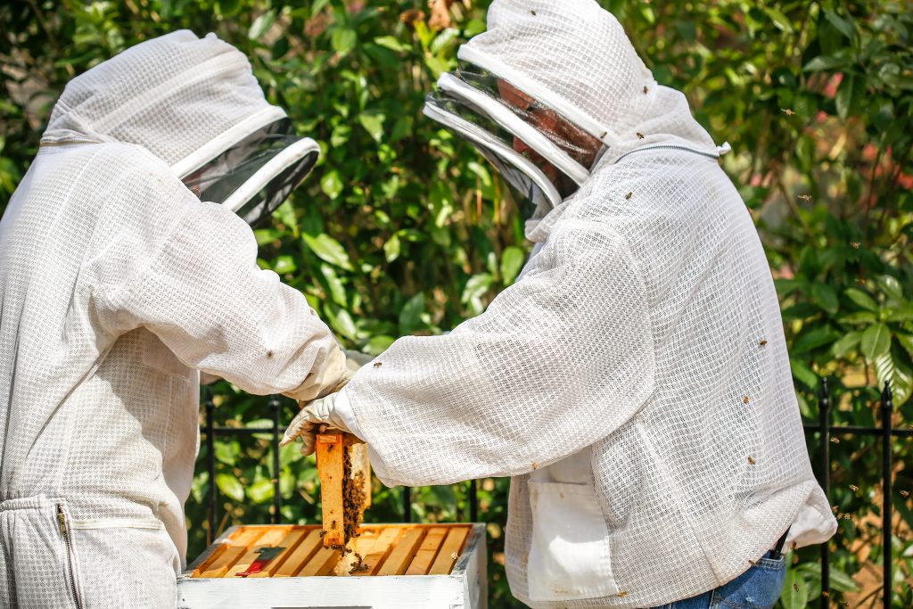  Ten beeswax hive frames are located in each box of the hive. Bees make the honey at the top of the hive, and the babies at the bottom. 
