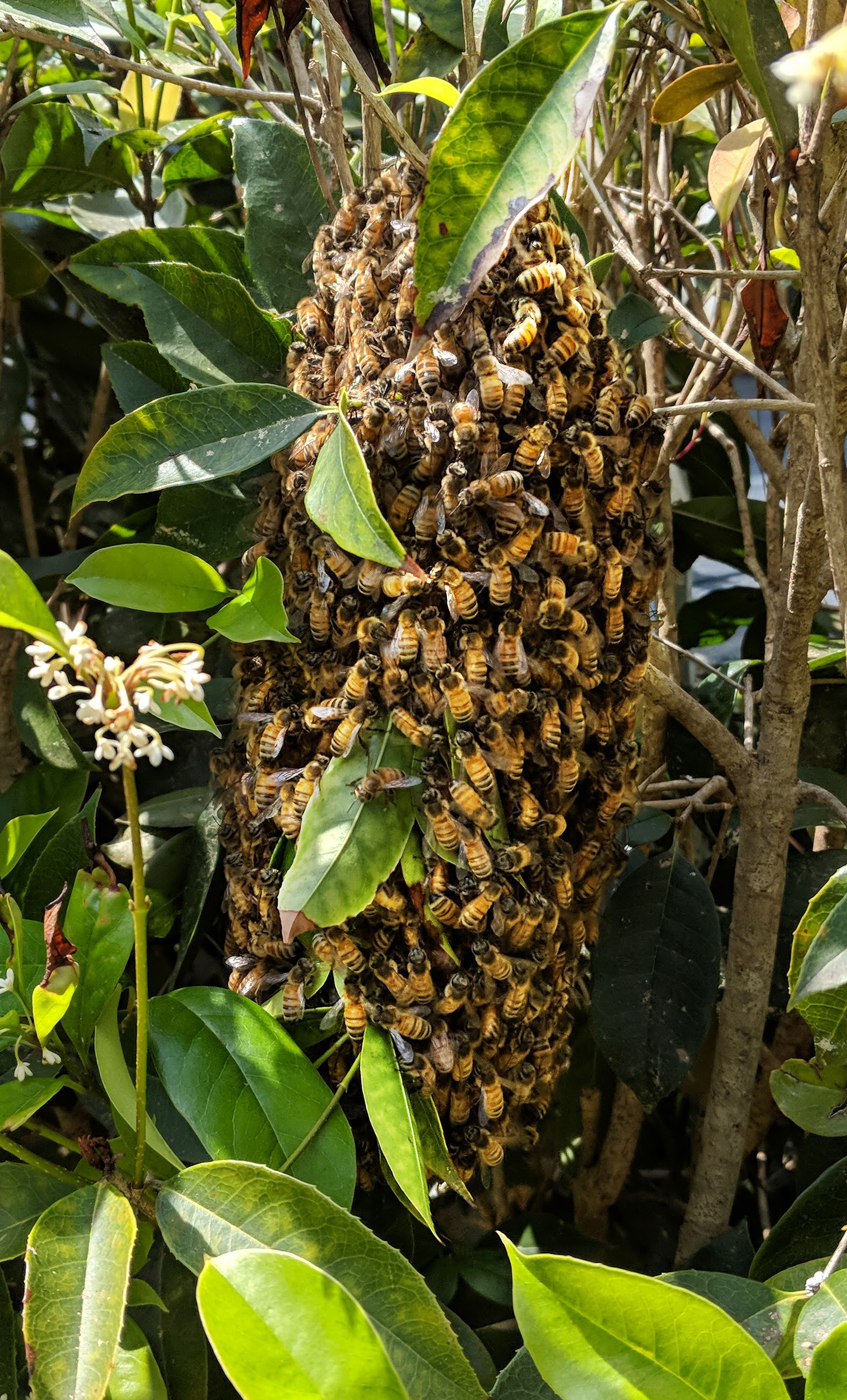  Bees will build their hive anywhere but like to be off the ground since they can drown