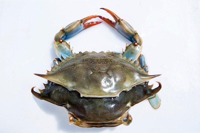 Jeff Massey says, “When the crabs come out of their shells, they expand. They’ll grow close to 50 percent of their original size every time.”