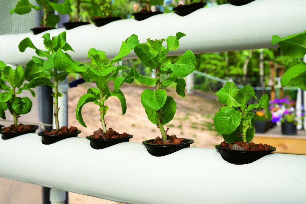 The hydroponic watering system is automatic; a timer is set to shower the plants with nutrients every 15 minutes.