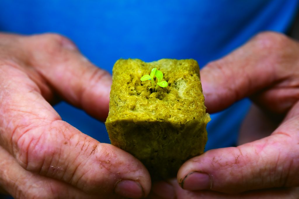 Bill starts his seedlings in a small block of rock wool, which dissolves as the plant starts to grow. 