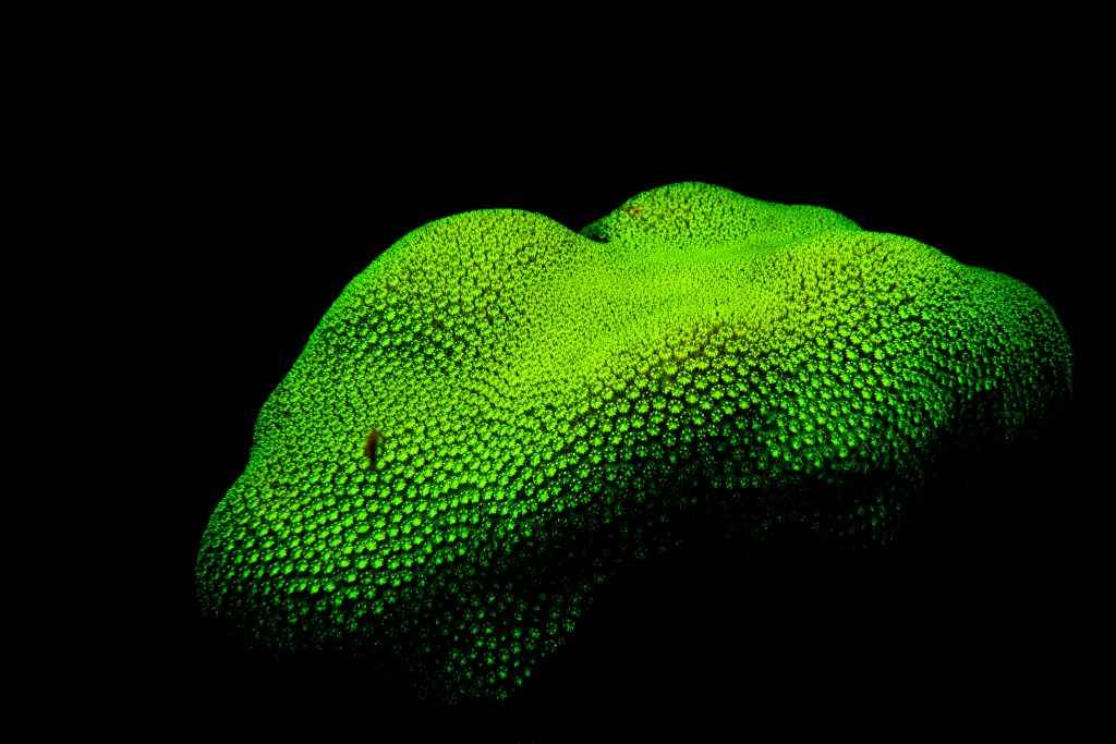 The star coral shown here exhibits classic coral fluorescence. Notice the worms on it that are attracted to my dive lights.