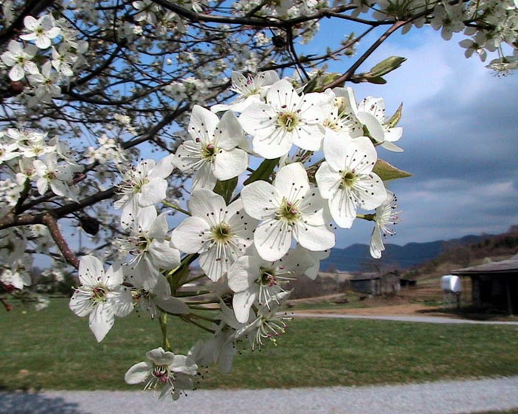 The S.C. Forestry Commission requests that the public not plant Bradford Pear trees, cut down any existing Bradford Pears, and replace them with a species that is not  invasive. 