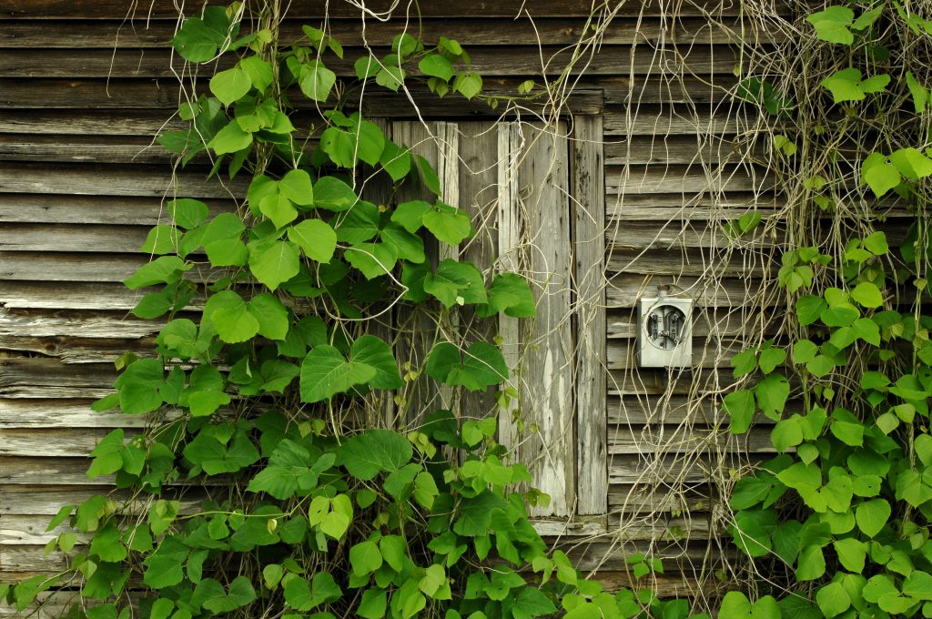 An estimated 100 million acres of the United States are now affected by invasive plant species, with kudzu the most visible of all. Brought over from Japan in 1876 to help in soil erosion, this plant is now swallowing buildings! 