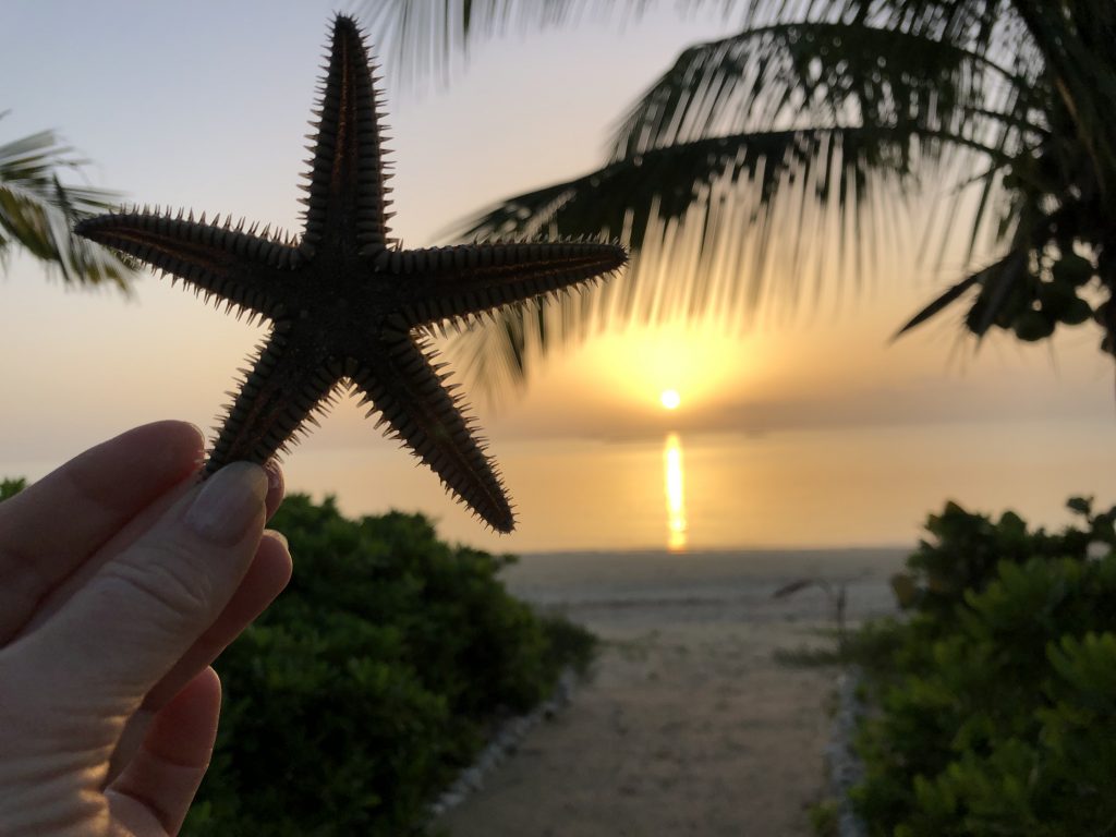 Starfish are plentiful on the beach.