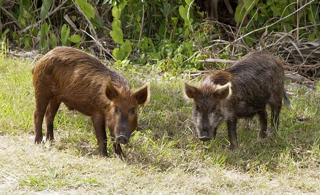 Studies indicate that more than 150,000 wild pigs now inhabit our state. The S.C. Wild Hog Taskforce reports that the annual economic loss due to damages and control costs in the United States is around $1.5 billion.