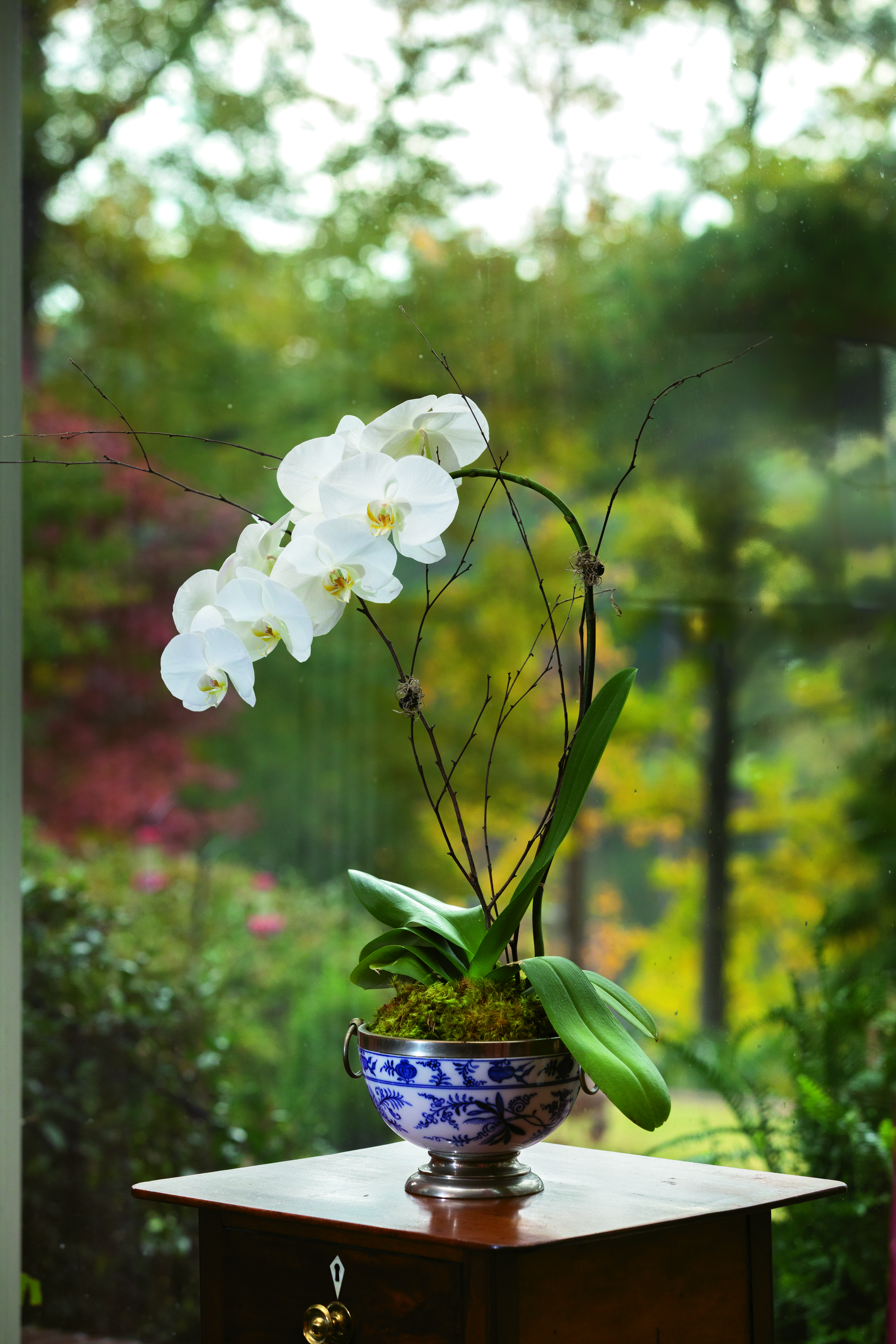 This gorgeous orchid was easily transplanted to a porcelain dish. Stems are supported with river birch branches with clips hidden with Spanish moss. The base top was dressed with sphagnum moss for a natural foundation. 
