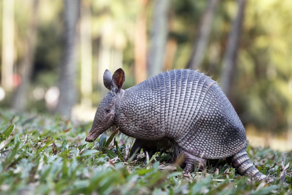 The armadillo, an “exotic” or “alien” species that came from Central and South America, can now be found in all 46 counties in South Carolina. They are the only animal besides man that can be infected with the bacteria that causes leprosy.