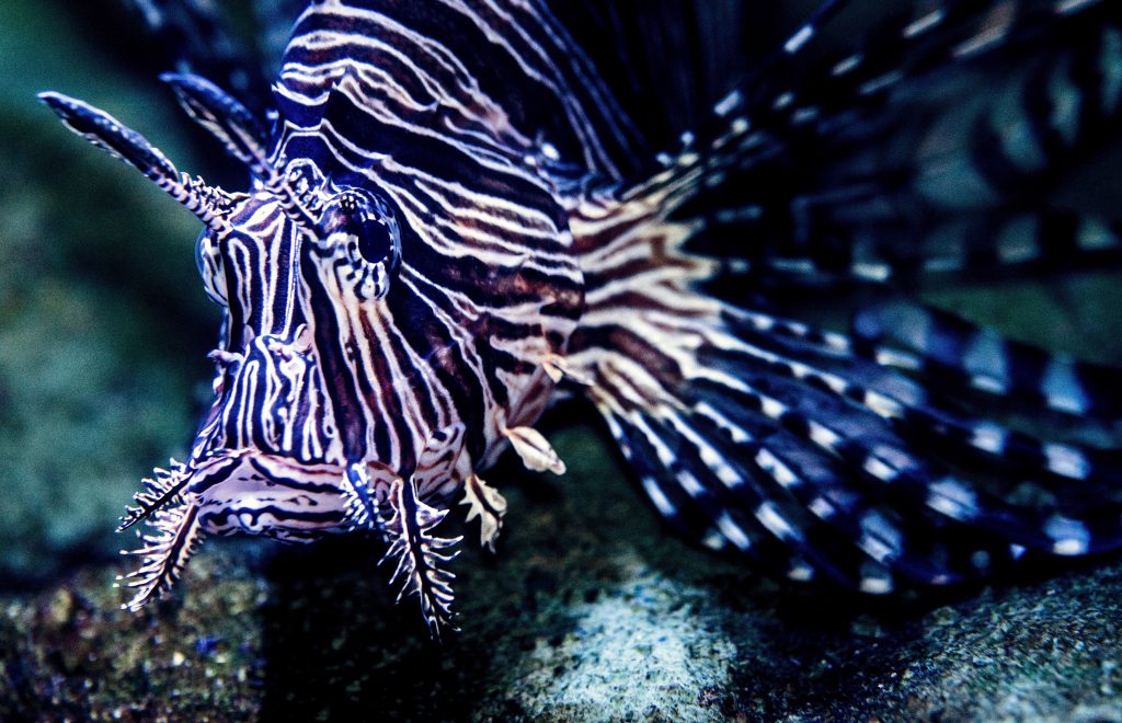 The beautiful yet dangerous lionfish first appeared off South Carolina’s shores around 2001 and are now well-established off the East Coast. 