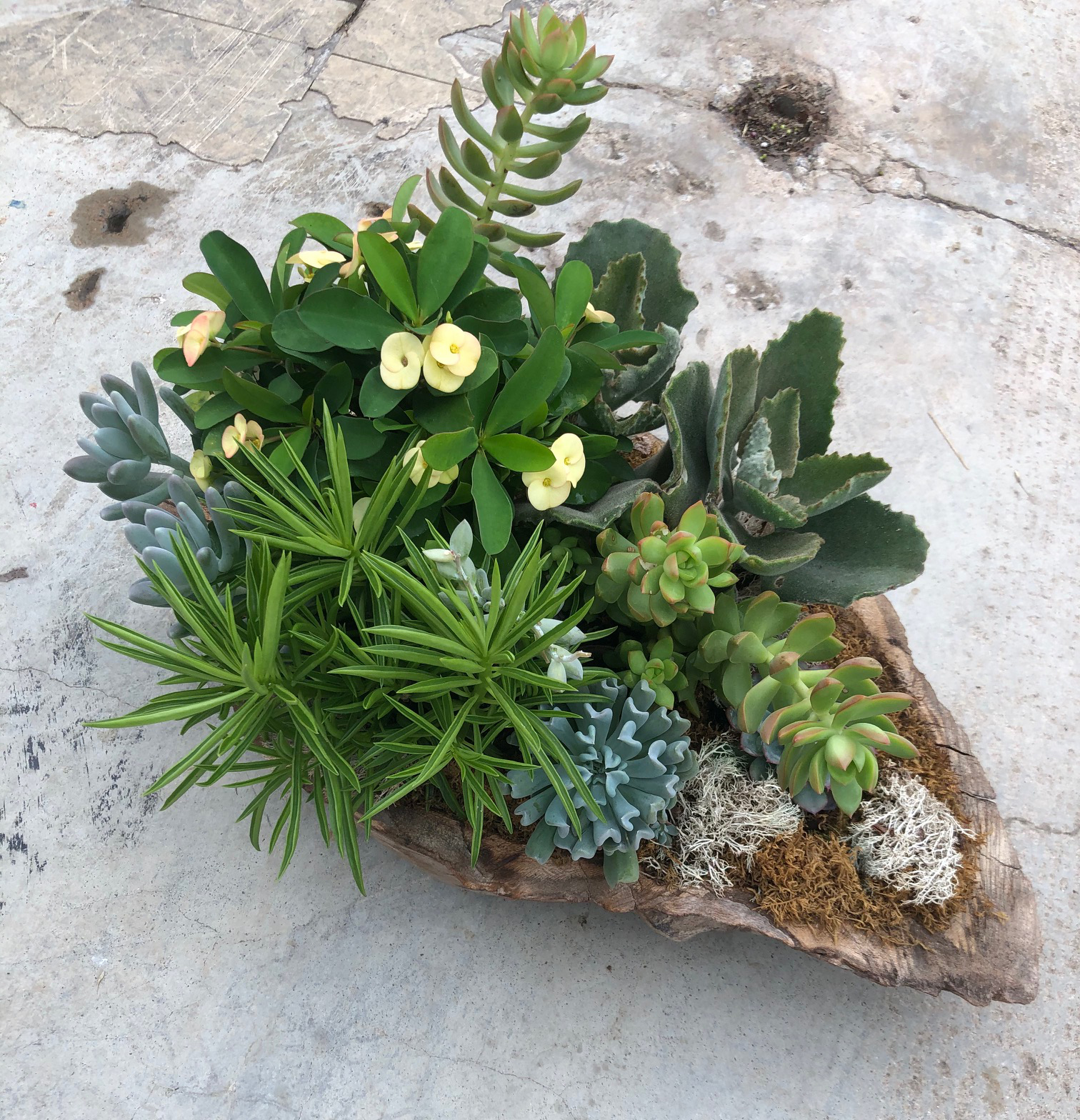 The most common shared feature of succulents is an adaptation that allows them to survive during periods of drought by developing thickened leaves, stems, or roots that can hold water and keep the plants alive.