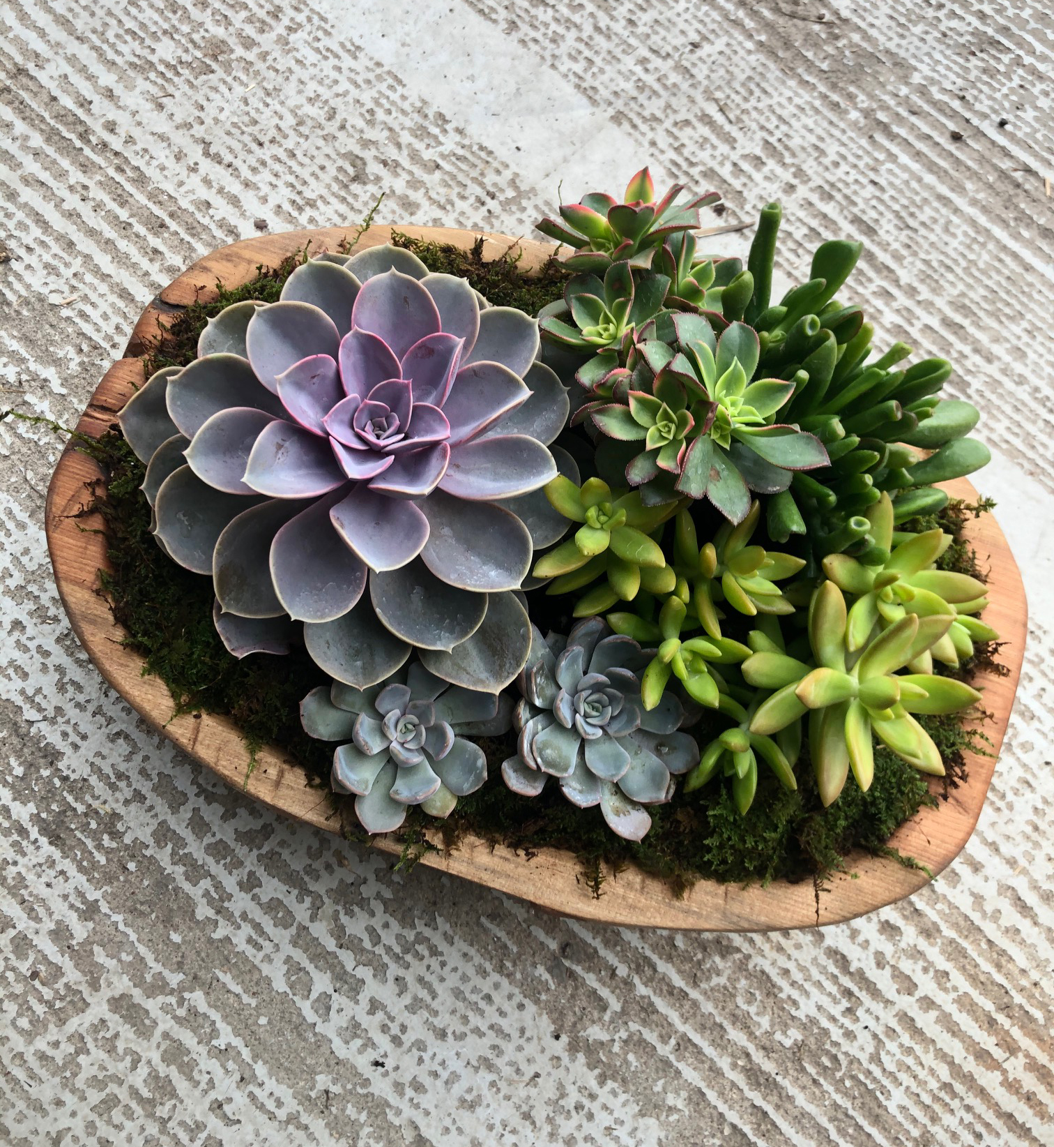 Echeveria needs full sun if planted outside or direct, bright light if used inside. They are not cold tolerant, so bring them inside before the first big frost.