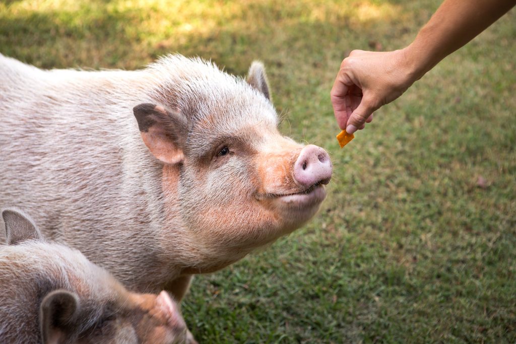The pigs’ favorite treat is Cheerios, but they also love Cheez-Its!