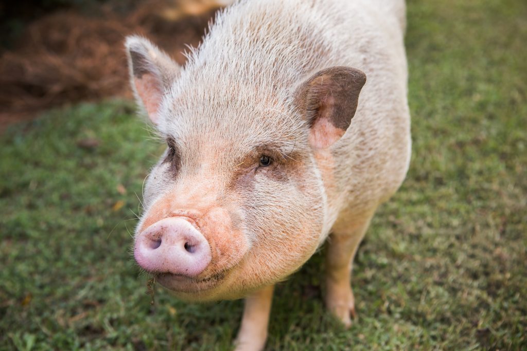 Over time, Kristin has observed that the pigs have distinct personalities, are smart, curious, and can be quite funny, and under the right circumstances – excellent pets. 