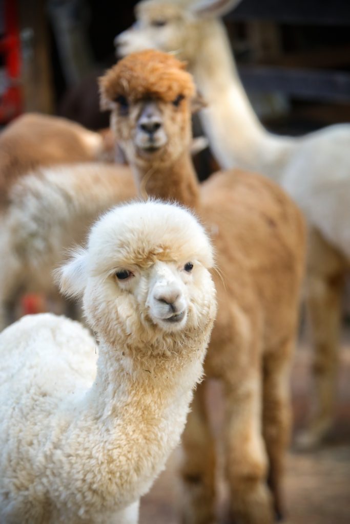 Baby alpaca Clyde was born in April as family to Alicia and Eric Holbrook, who own Carolina Pride Pastures in Pomaria. He will most likely be shown in the next alpaca show near Charlotte this year.
