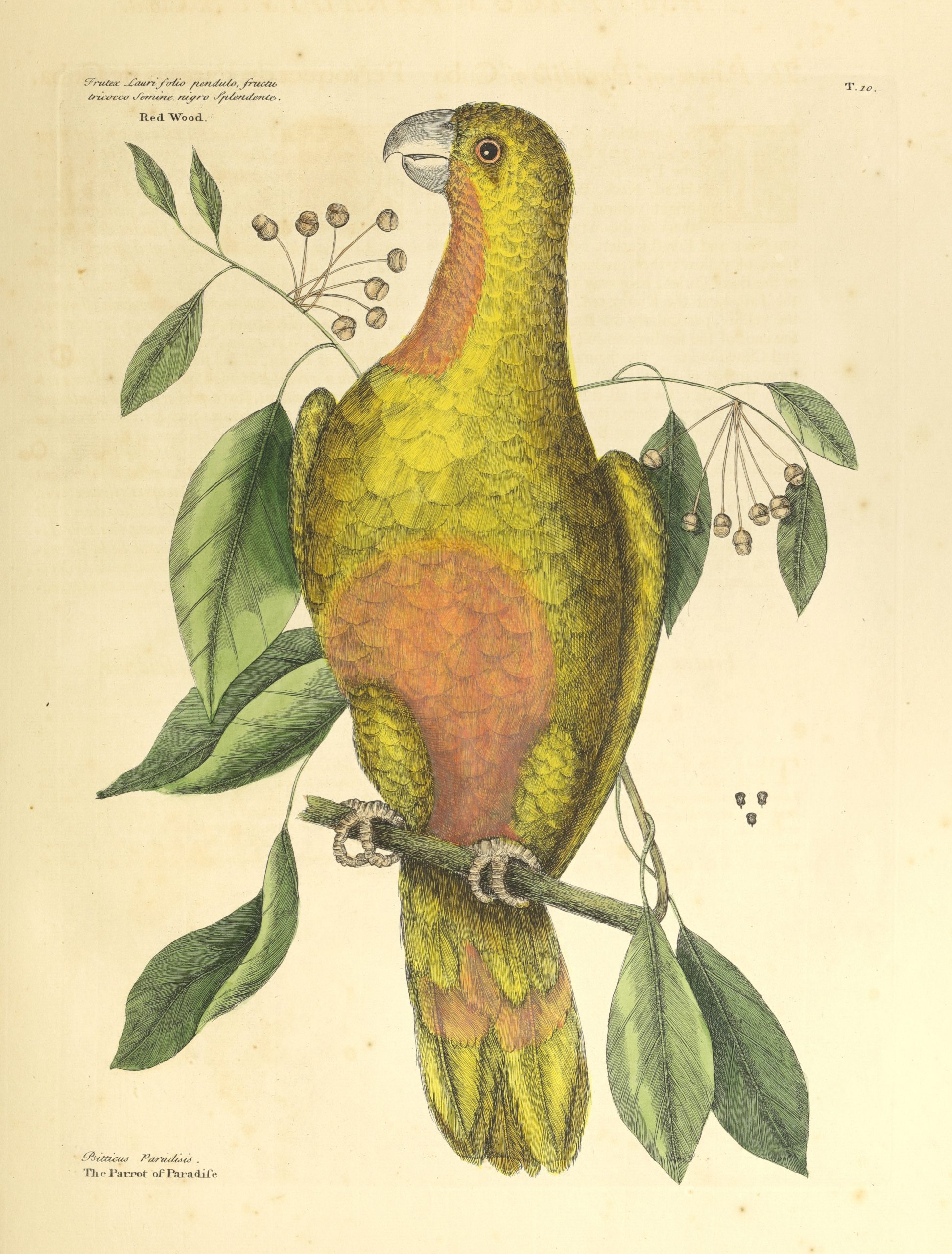 The bird-of-paradise. Photography courtesy of The Irvin Department of Rare Books and Special Collections, University of South Carolina Libraries, Columbia.