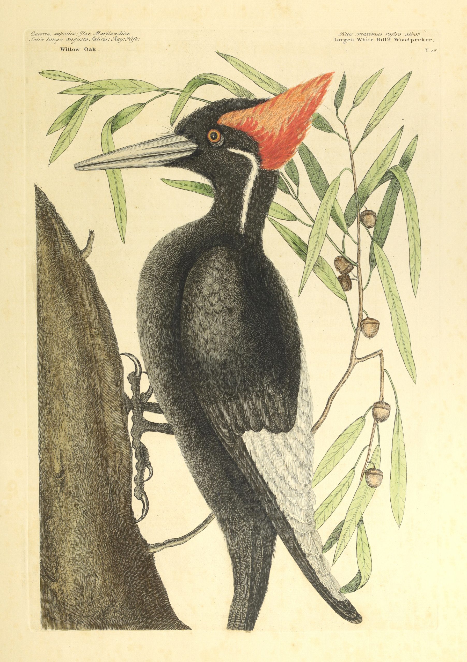 The ivory-billed woodpecker. Photography  courtesy of The Irvin Department of Rare Books and Special Collections, University of South Carolina Libraries, Columbia.