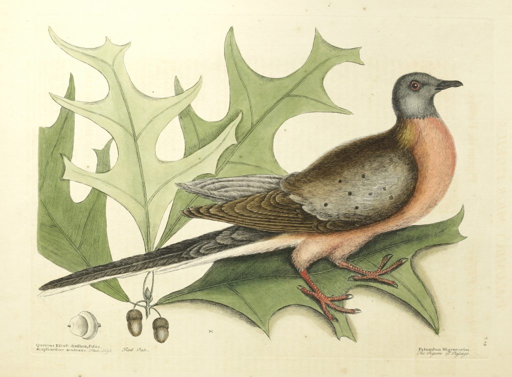 The passenger pigeon. Photography  courtesy of The Irvin Department of Rare Books and Special Collections, University of South Carolina Libraries, Columbia.