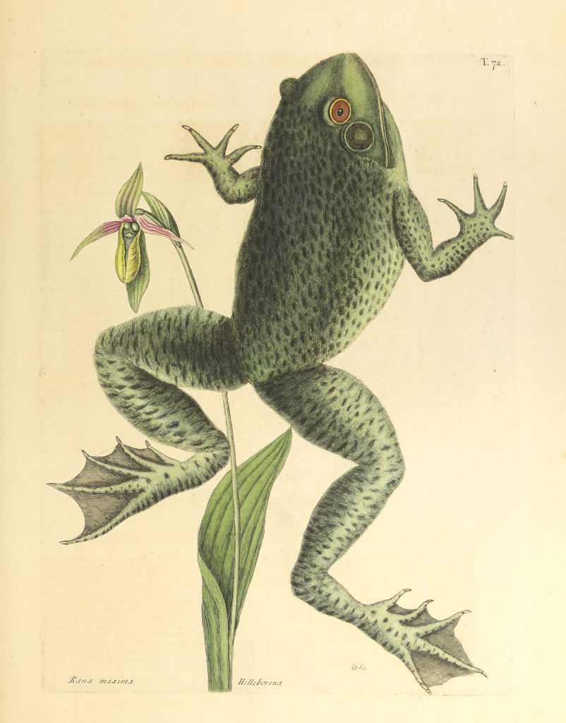 The American bullfrog. Photography  courtesy of The Irvin Department of Rare Books and Special Collections, University of South Carolina Libraries, Columbia.