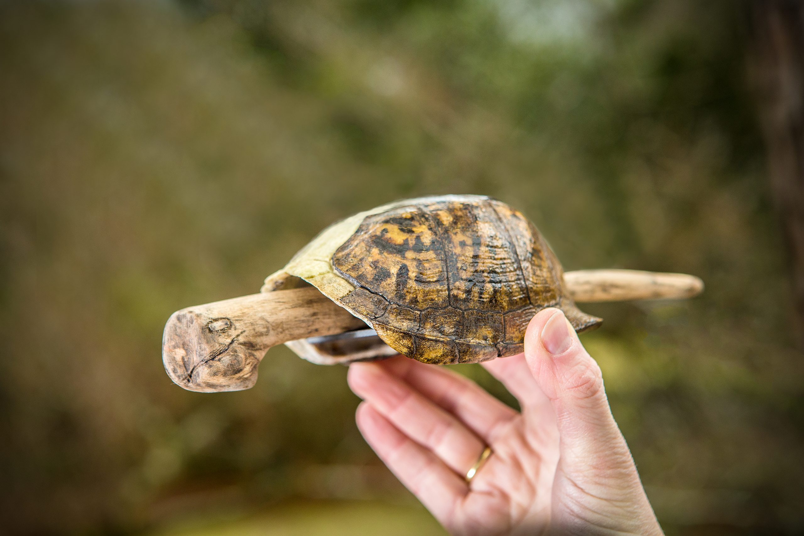 This homemade box turtle shell with a glued piece of slate on the underside provides a great sound chamber. The striker is carved out of dogwood and made to resemble a turtle head and tail when resting between the slate and the shell.
