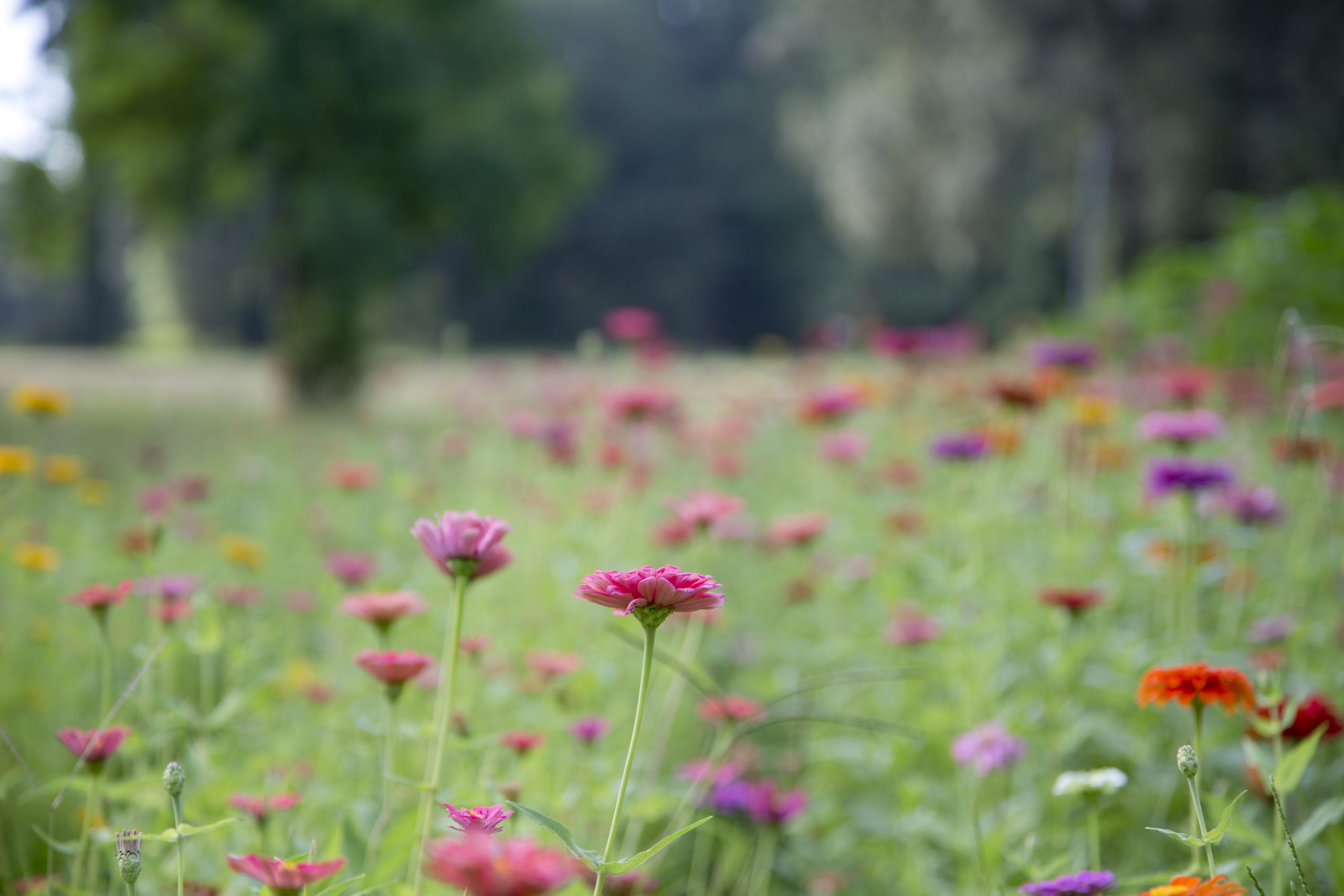 Zinnias are annuals, which means they will grow and bloom for one season.