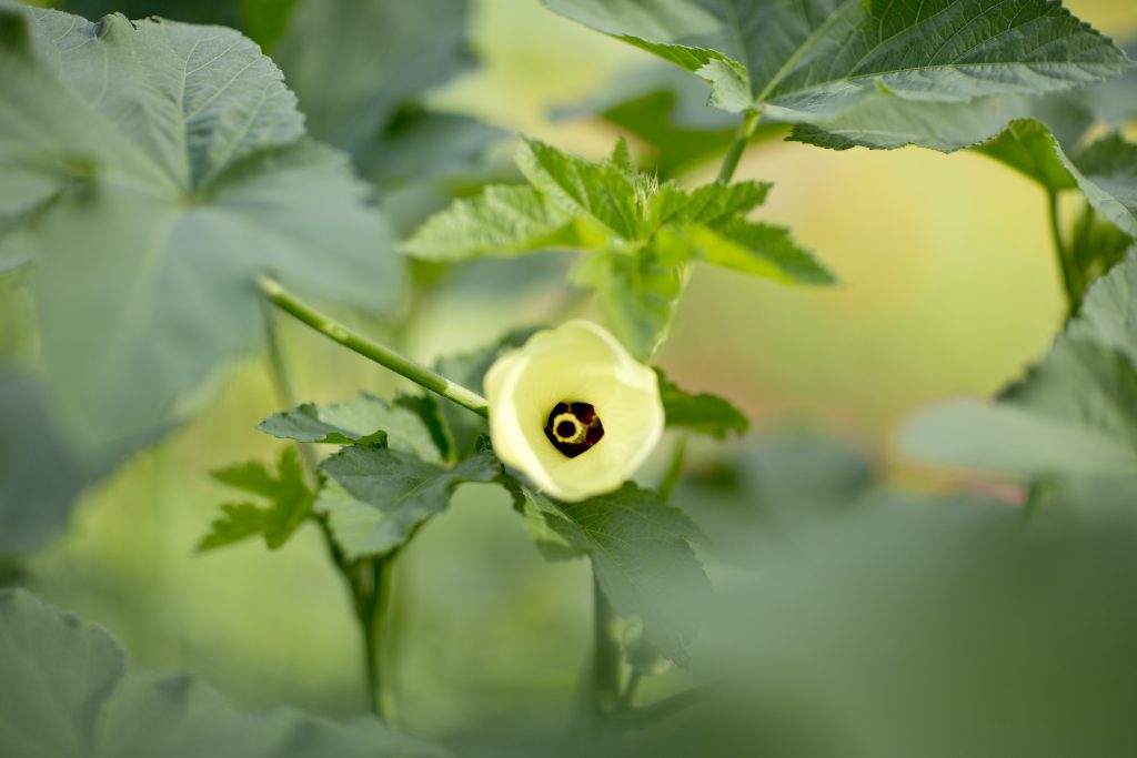 The yellow bloom of an okra plant