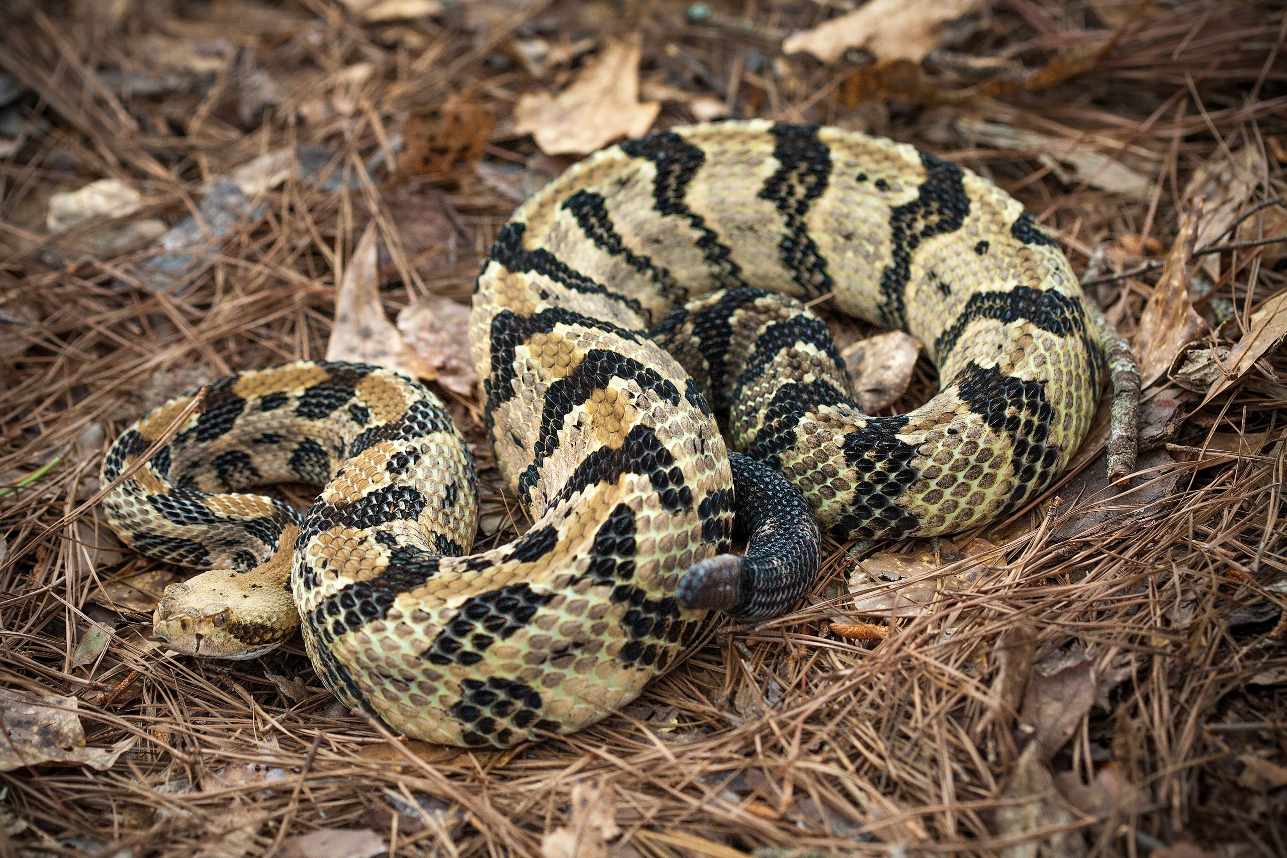Canebrake rattlesnakes, better known as timber rattlesnakes, usually ambush their prey with a quick strike of their lethal venom. 