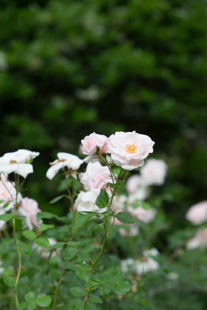 The Robert Burns Rose is a shrub with a light pink old rose and a wonderful fragrance. It is also disease resistant.