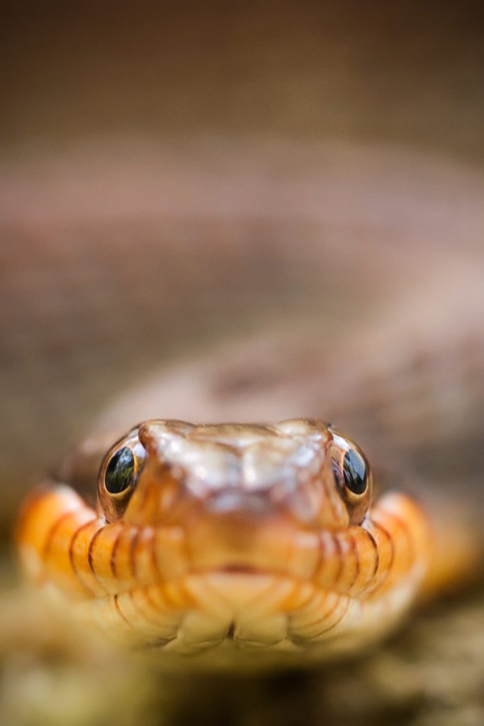 A close-up view of the banded water snake’s head shows the round pupils that differentiate themselves from pit vipers like the water moccasin and rattlesnake, which have cat-like pupils.