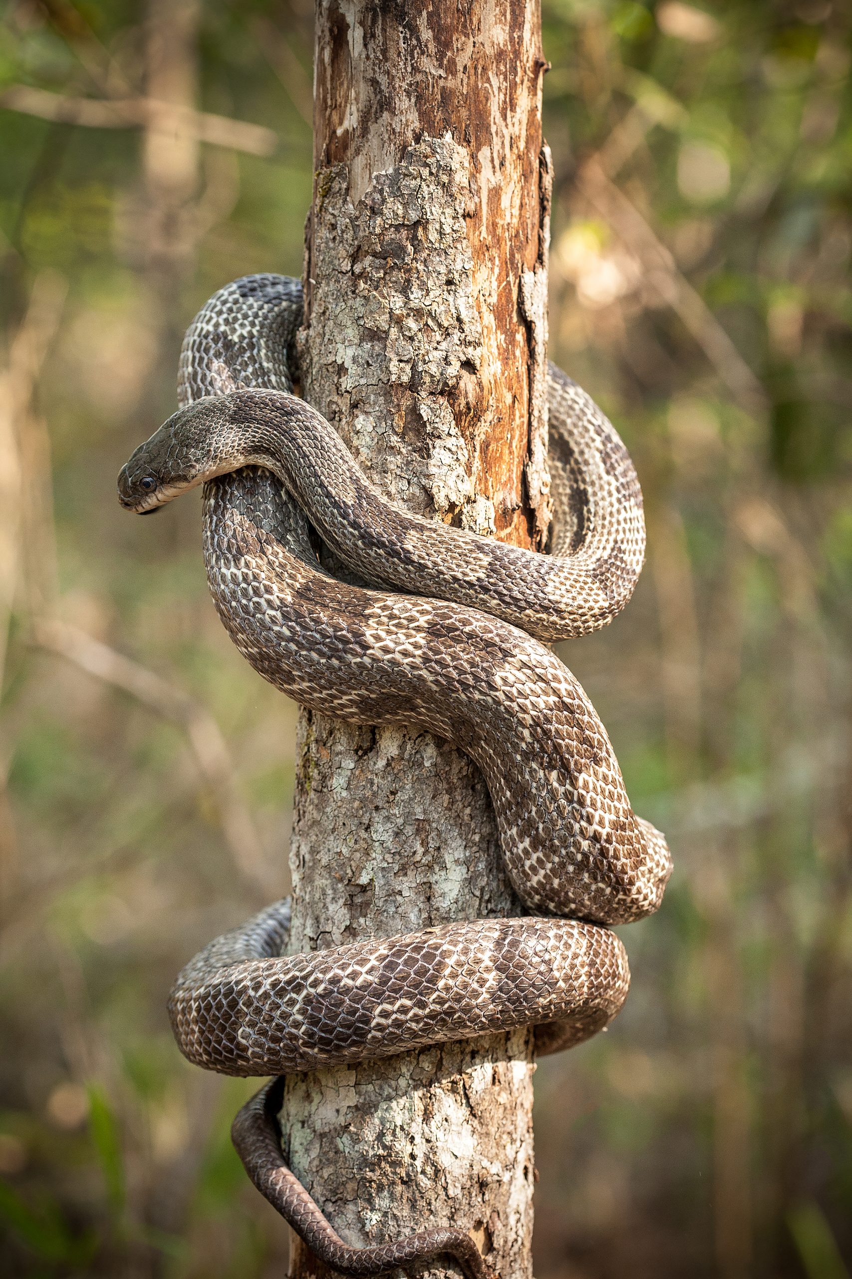 The gray rat snake is a constrictor that frequents trees searching for eggs or squirrels.  If threatened it will vibrate the tip of its tail similar to a rattlesnake but without the rattles or the venom. 