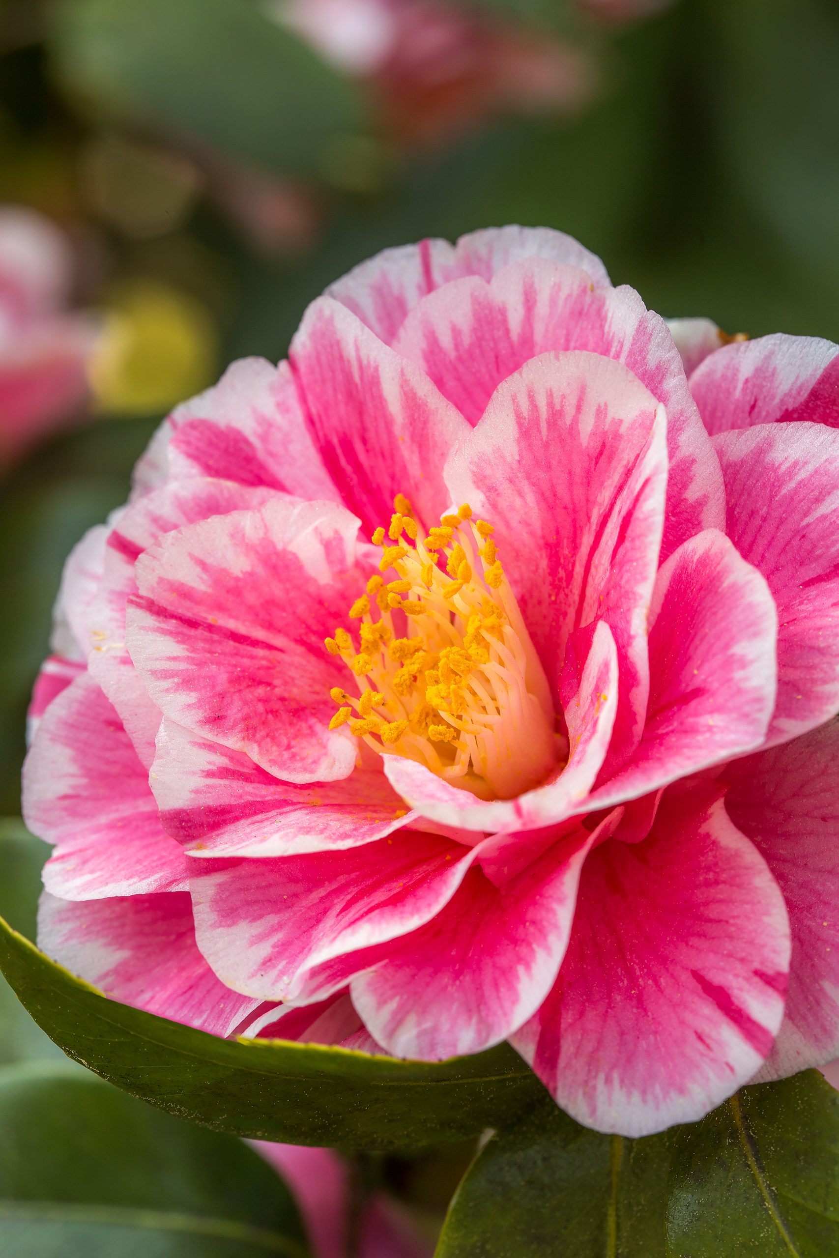 Camellia bushes interspersed into the landscape are heavy with blooms. 
