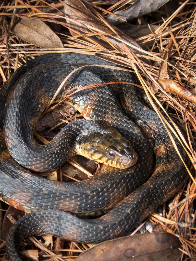 Banded water snakes, which are greenish-gray or brown in color, are many times mistaken to be venomous water moccasins. 