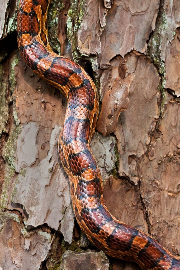 The corn snake is a constrictor with a docile behavior and beautiful skin coloration, making them popular pets. 