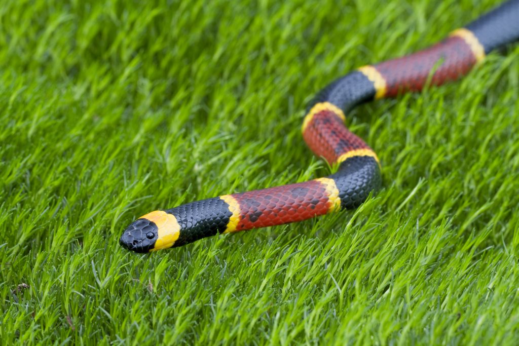 The eastern coral snake has the deadliest venom of any snake in South Carolina but does not have a very good delivery system due to small fangs that do not penetrate well.