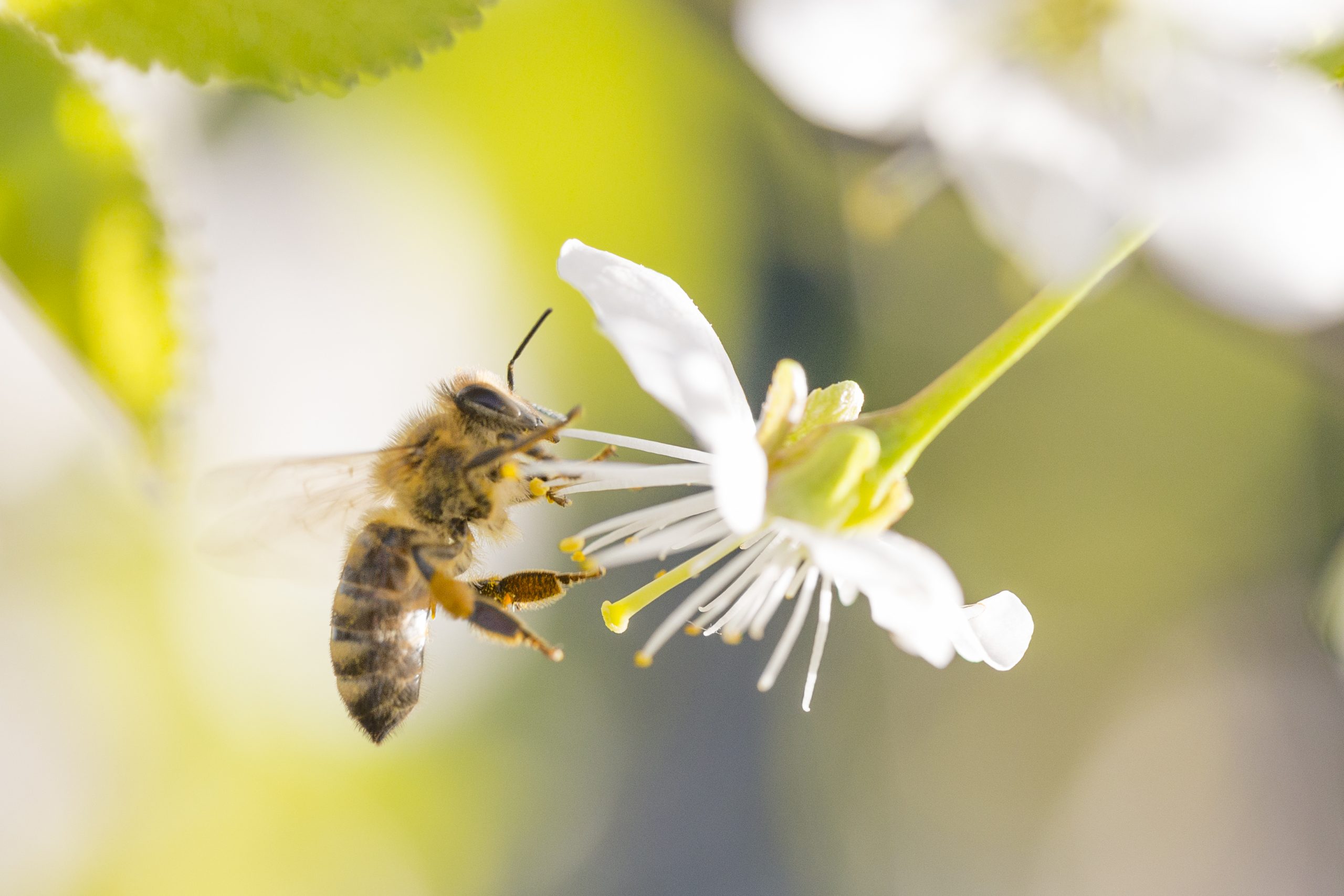 Honeybees are important pollinators.